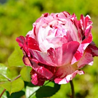 le rose di Rita F. a Ravenna